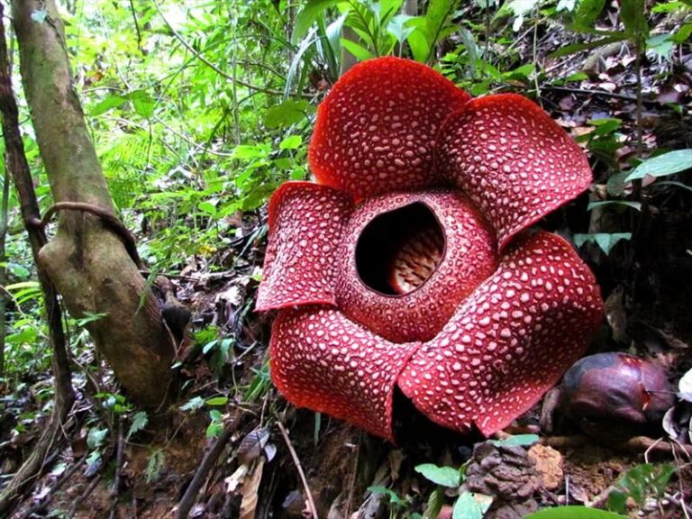 Top 10 Weird Plants You Might Want To Consider In Your Home Top 10 Weird Plants You Might Want To Consider In Your Home