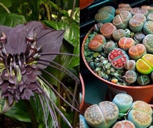 Top 10 Weird Plants You Might Want to Consider in Your Home