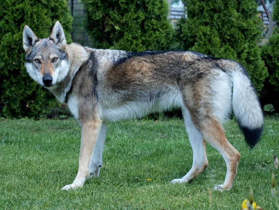 wolfdog