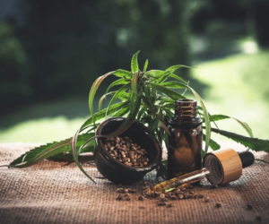 Top 3 Things You Need To Know For Full Spectrum CBD Oil Wholesale
