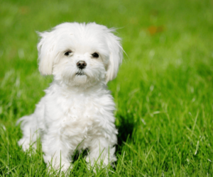 Top 4 Tips For Finding A Responsible Maltese Dog Breeder