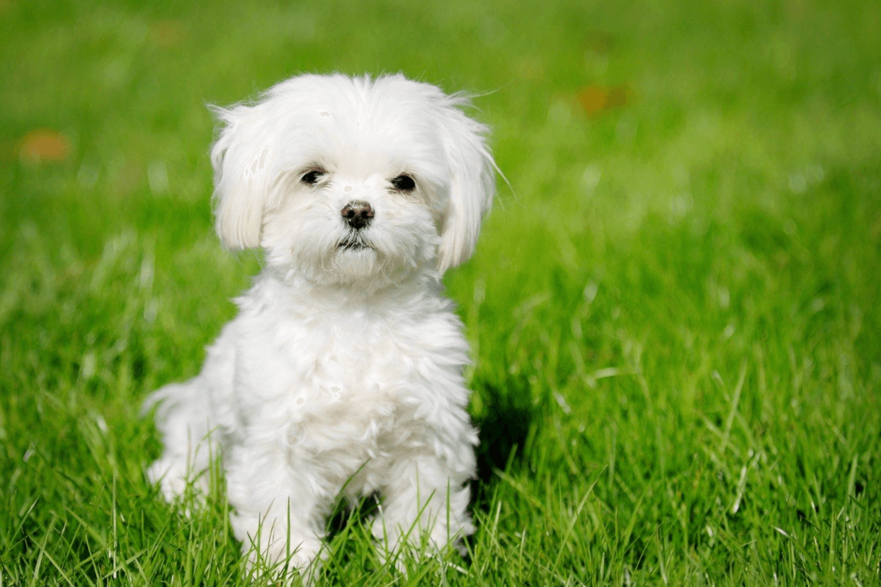 Maltese-Dog