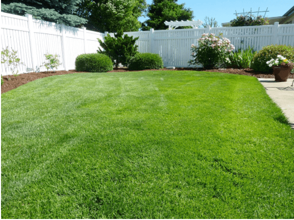 back-yard-grass