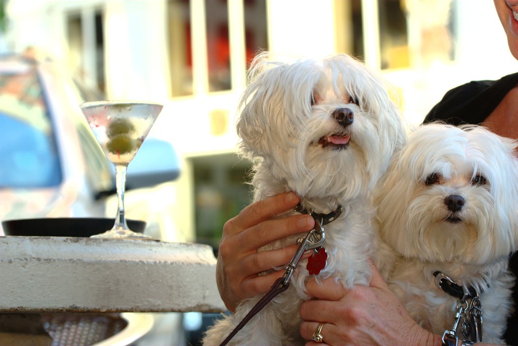 maltese-dogs