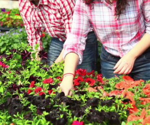 Top 5 Gardening Tips for Beginners