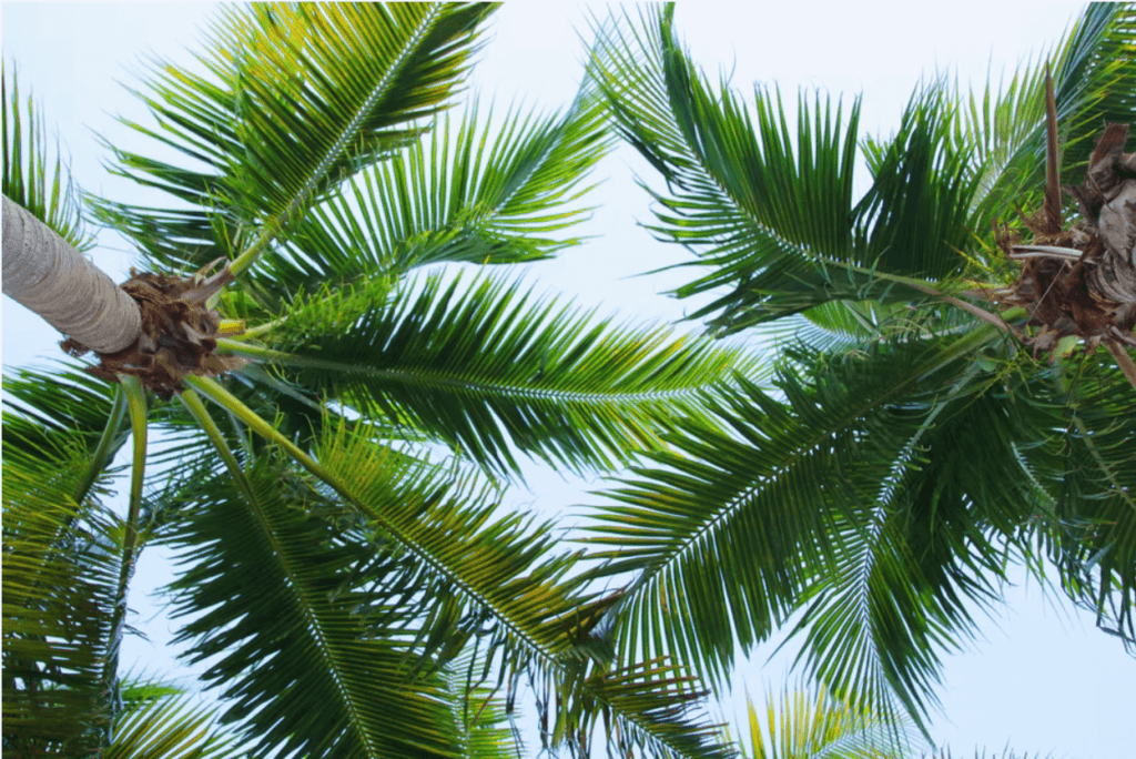 palms-1024x684