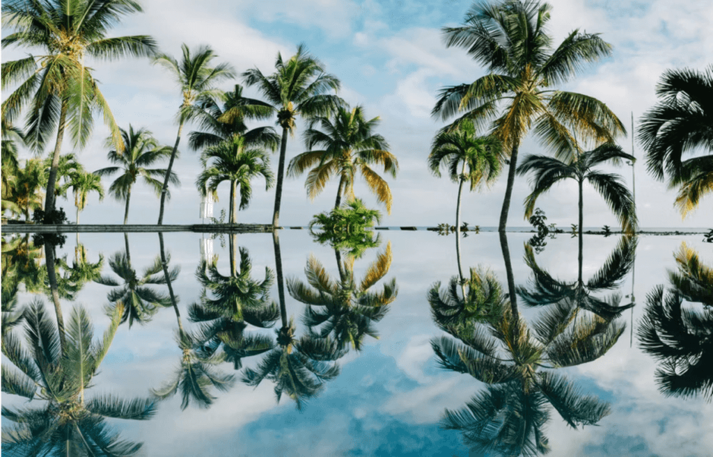 palms-nature-1024x657