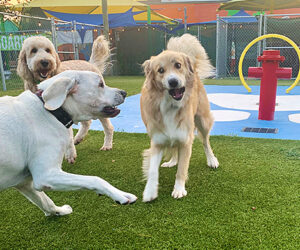 Top Differences Between Dog Boarding vs. Dog Daycare