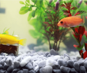 Top 6 Things You Can Add To Your First Ever Freshwater Tank