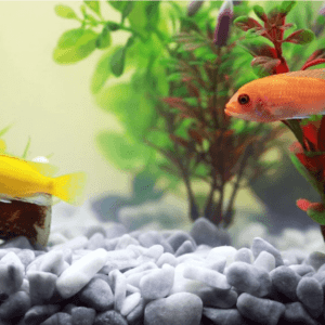 aquarium-fish-water-300x300 aquarium-fish-water-300x300