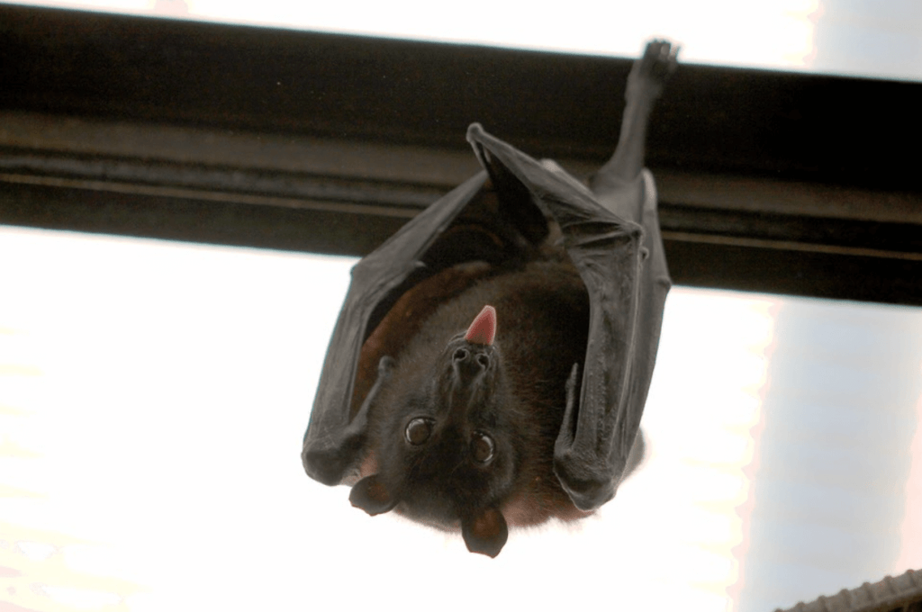 bat-1024x680