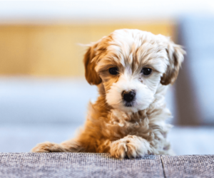 Top 6 Things You Need to Buy for Your Fur Baby