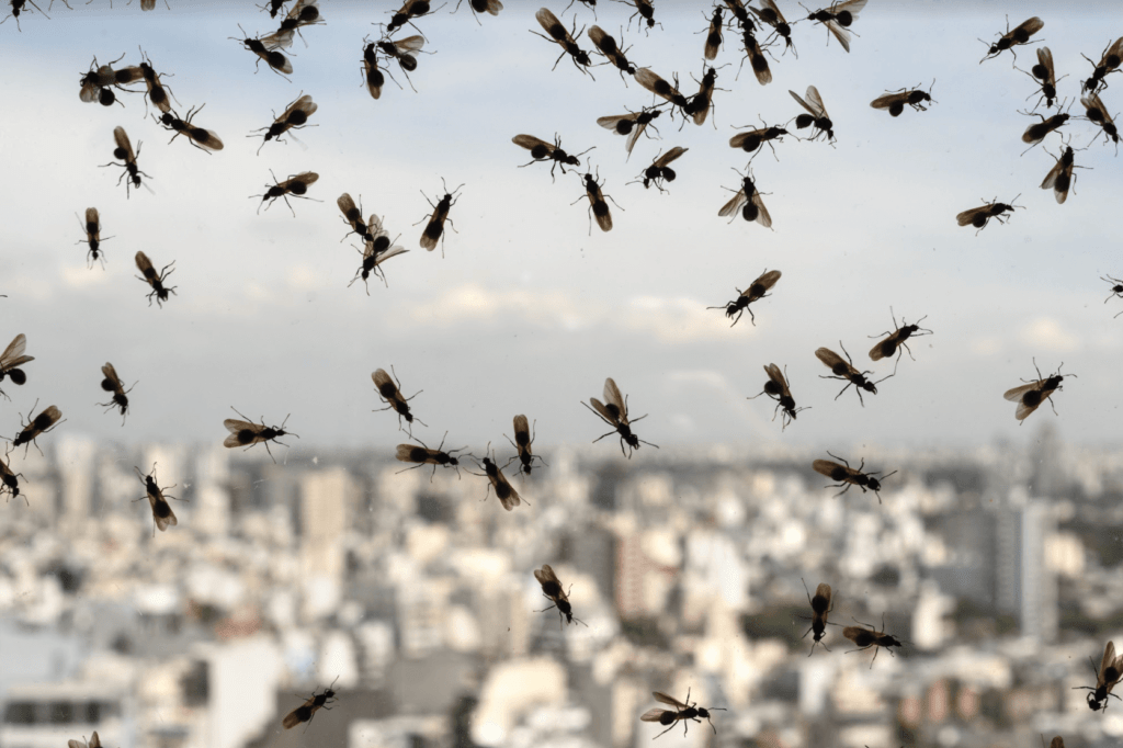 insects-1024x682