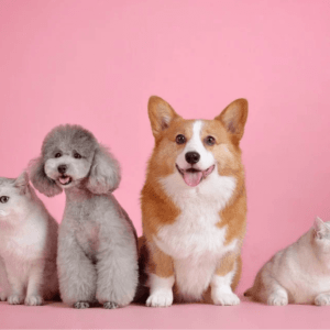 pets-01-300x300