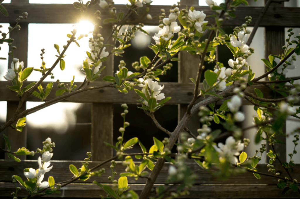 plants-1024x682