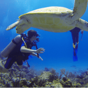 diver-300x300 diver-300x300