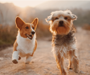 Top 7 Tips to Deal and Prevent Dog Fleas