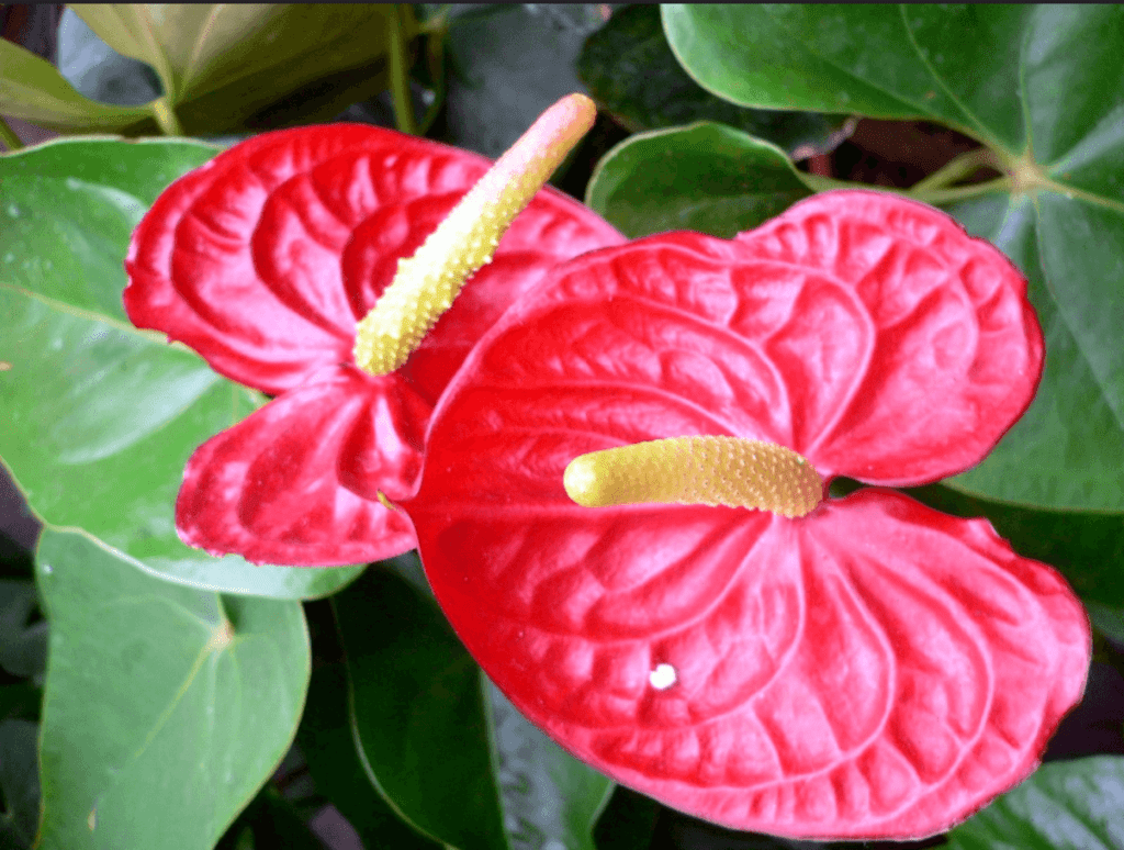 Anthurium--1024x774