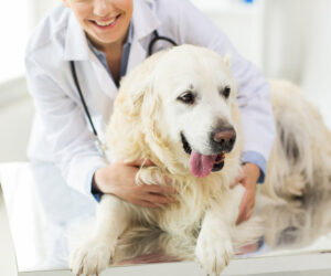 Top Tips How to Take Care of Arthritis in Dogs