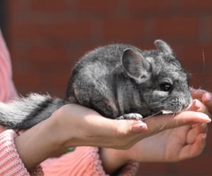 Top 6 Reasons Why You Should Get a Pet Chinchilla