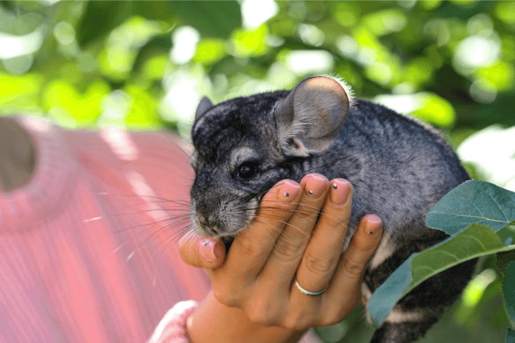 Pet-Chinchilla.png-01-1024x682