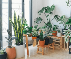 Top 6 Amazonian Plants That Survive In Homes Too