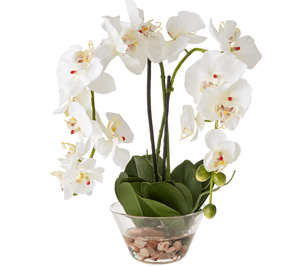 orchids-1024x893