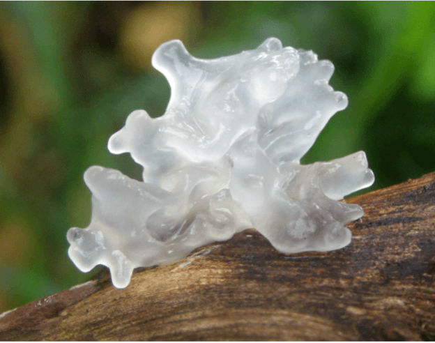 tremella-mushroom