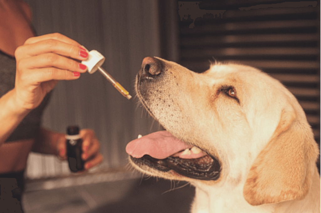 CBD-dog-1024x681
