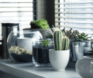 Top 7 Tips for Taking Care of Indoor Plants