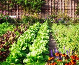 More People Are Growing Their Own Food: 5 Reasons You Should Too