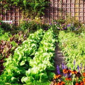 gardening--300x300 gardening--300x300