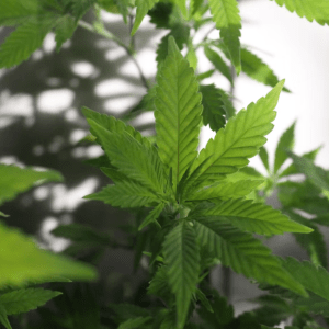 image-1-300x300 image-1-300x300