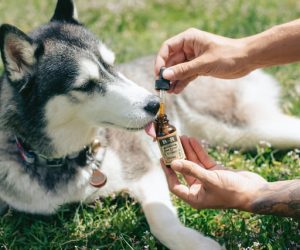 Things You Need To Know While Using CBD For Aggression In Dogs