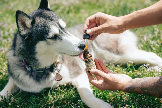 Man giving CBD drops to ab dog to control aggression.