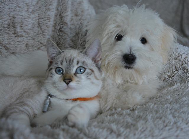 A cat and dog cuddling with each other.