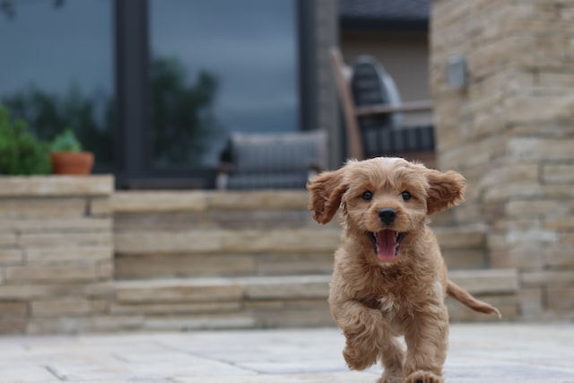 A brown little puppy running around.