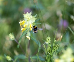 Save the Bees: 6 Best Pollinator Plants for Your Garden