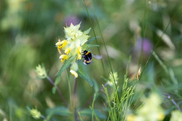 Pollinator Plants providing nutrients to the bees.