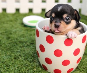 8 Most Adorable Designer Dog Breeds