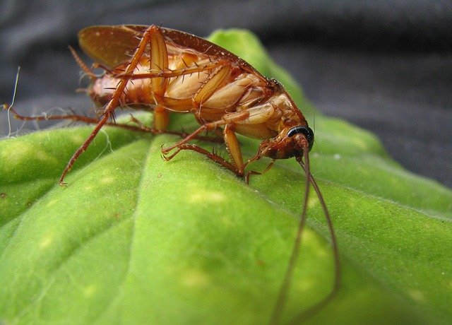 A cockroach sitting on a leaf.