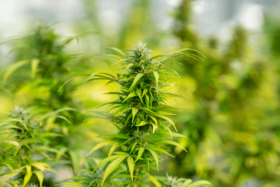 A cannabis plant.