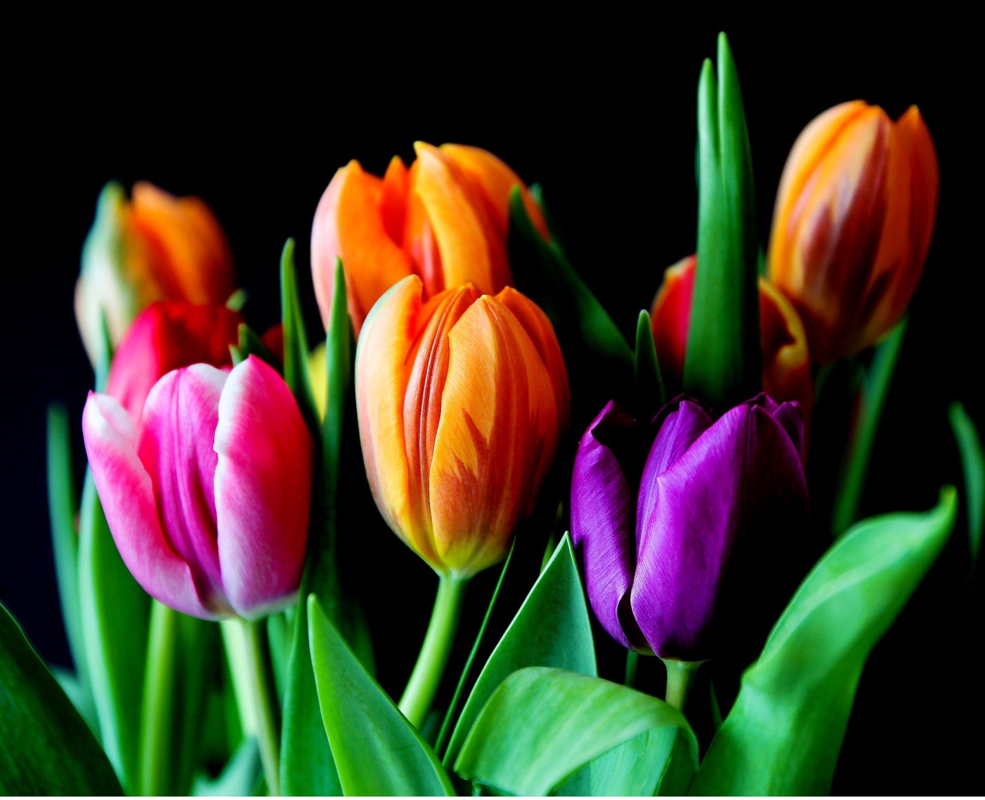 Different color tulips.