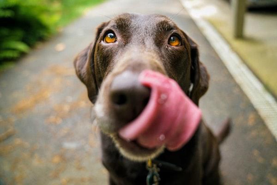 A dog with a tongue out.
