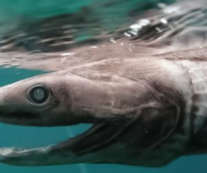 Top 8 Prehistoric Sea Creatures Still Alive