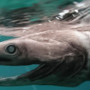 Frilled-Shark-1-300x300