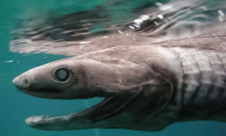 Frilled-Shark Frilled-Shark