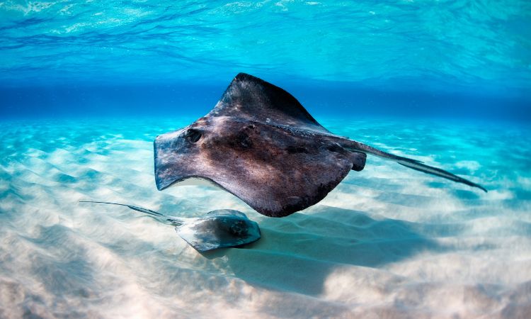 Giant-Stingray