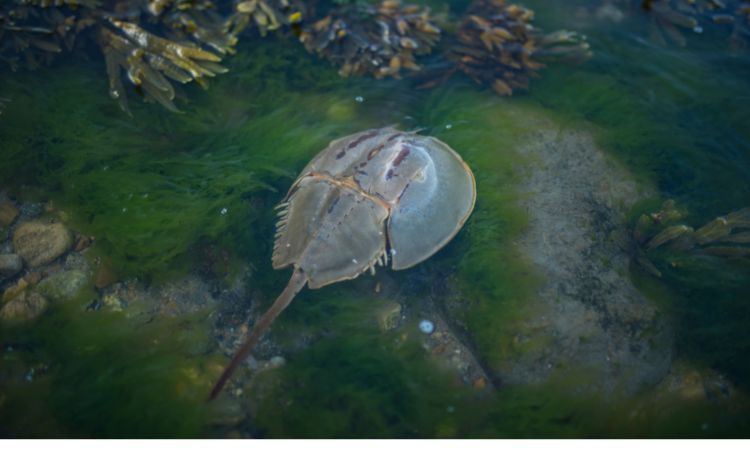 Horseshoe-Crab Horseshoe-Crab