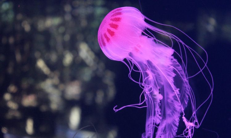 Jellyfish Jellyfish